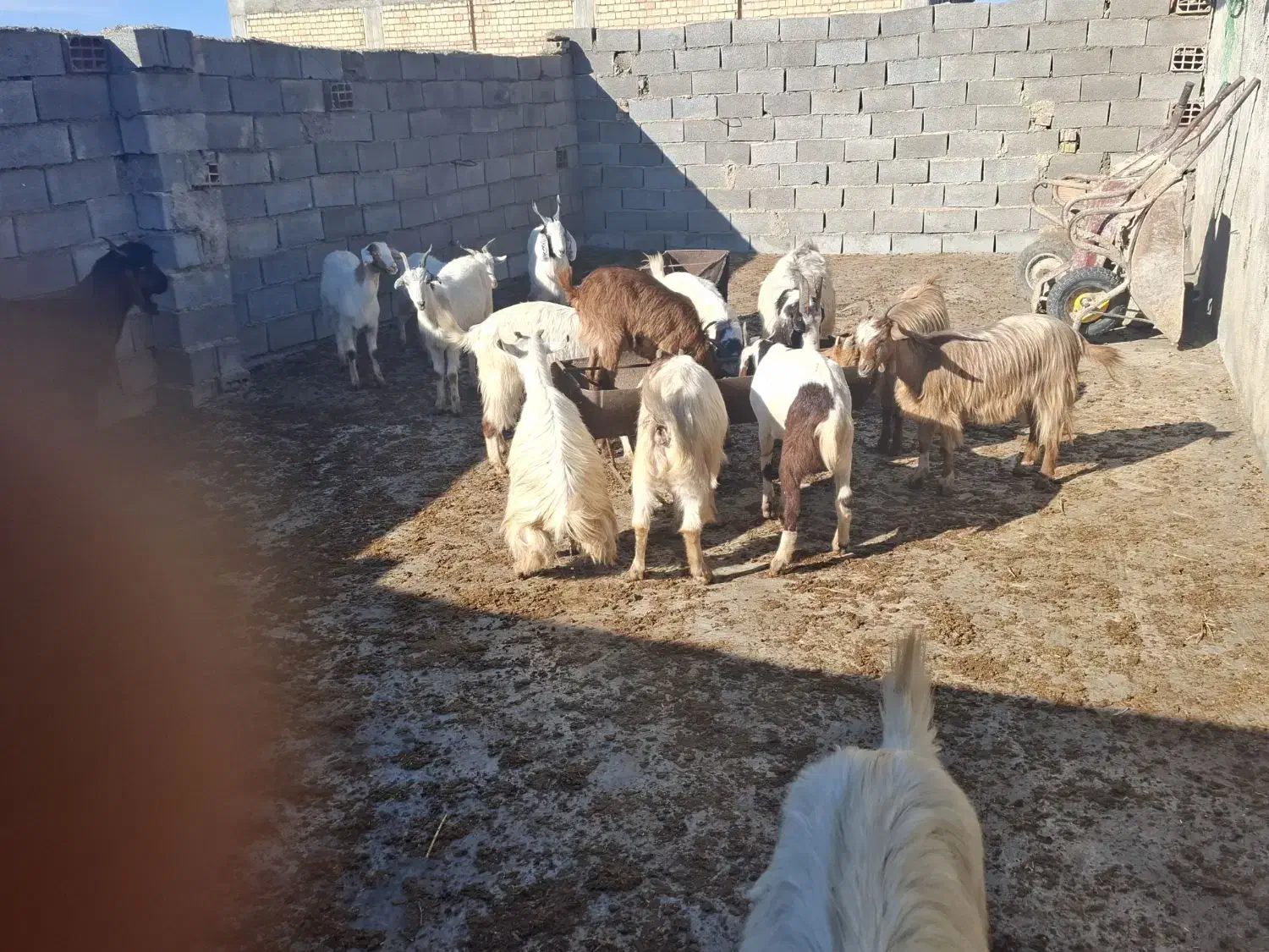 بزغاله کشتاری|حیوانات مزرعه|مینودشت, |دیوار