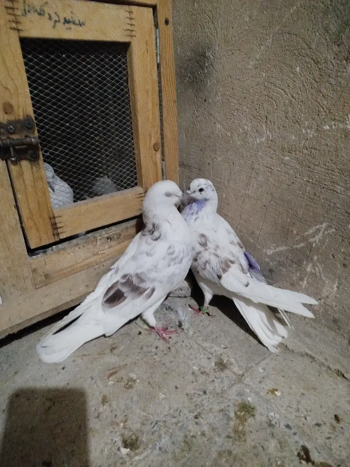 کبوتر پرشی عشق بازی|پرنده|ماهدشت, |دیوار