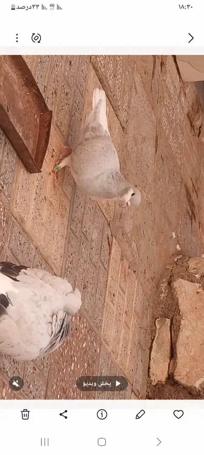 جفت نرماده ساده|پرنده|تربتحیدریه, بالا ولایت|دیوار