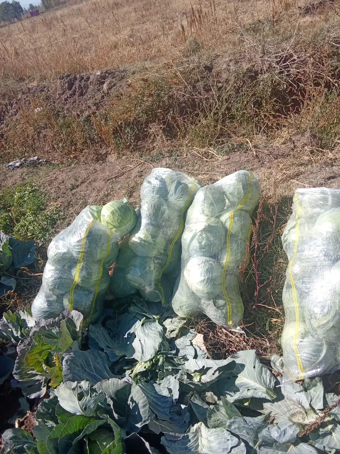 کلم سفید موقعیت سراب|خوردنی و آشامیدنی|دیواندره, |دیوار