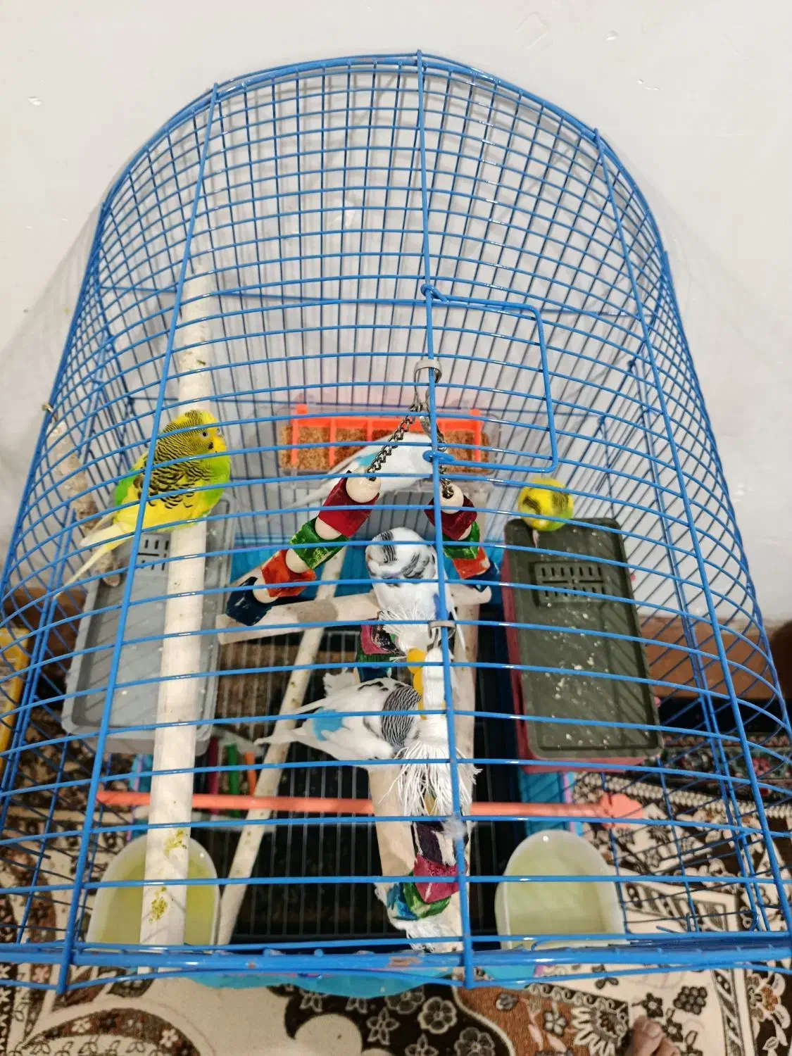 قفس و مرغ عشق|پرنده|بم, |دیوار