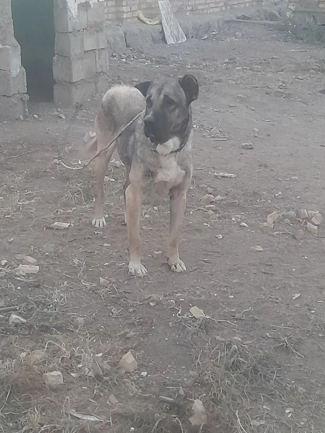 سگ سرابی   نر ۲ ساله|سگ|تهران, بوستان ولایت|دیوار