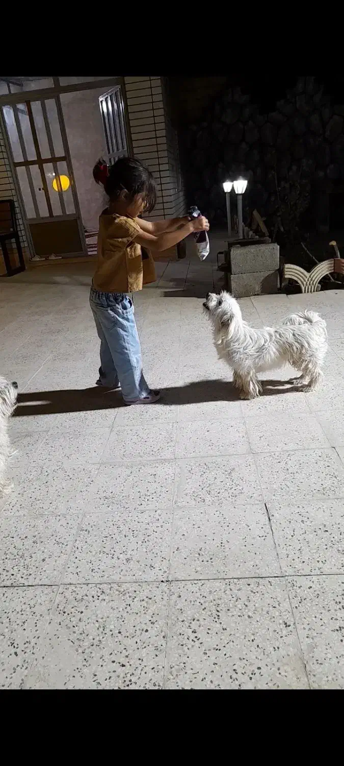 سگ پاپی|سگ|اصفهان, ارغوانیه|دیوار