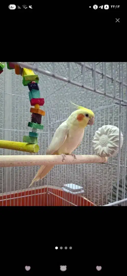 عروس هلندی|پرنده|پیر بکران, |دیوار