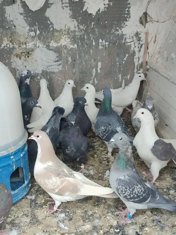 ۱۴ تا کفتر|پرنده|بم, |دیوار