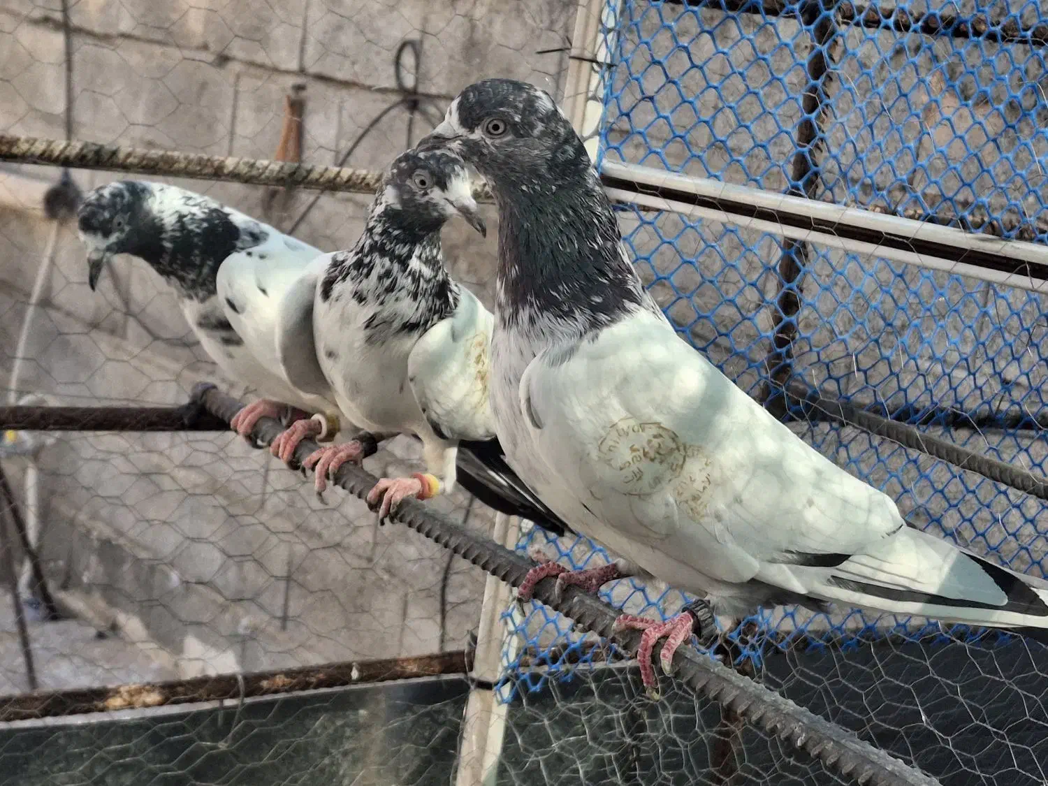 کفتر پاکستانی. تیدی|پرنده|فیروزآباد (فارس), |دیوار