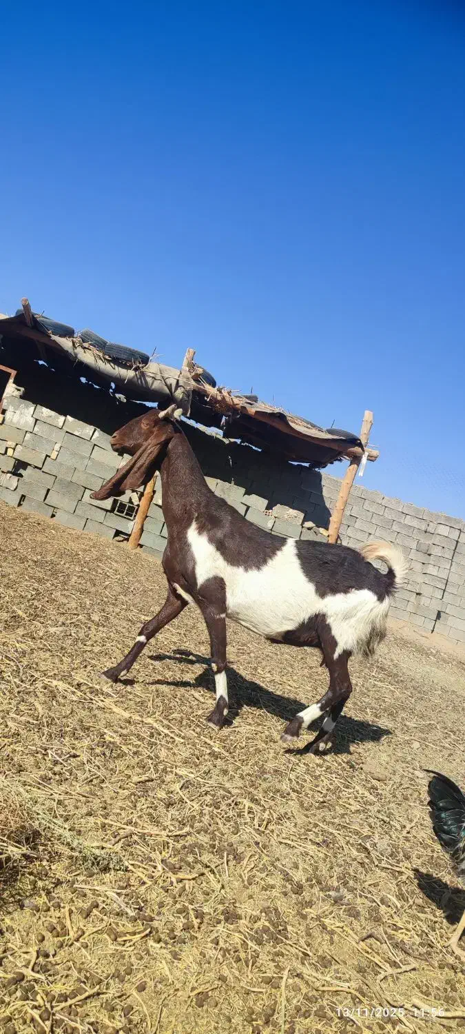 شاه بز گلابی آمریکایی با دو بزغاله|حیوانات مزرعه|خواف, |دیوار