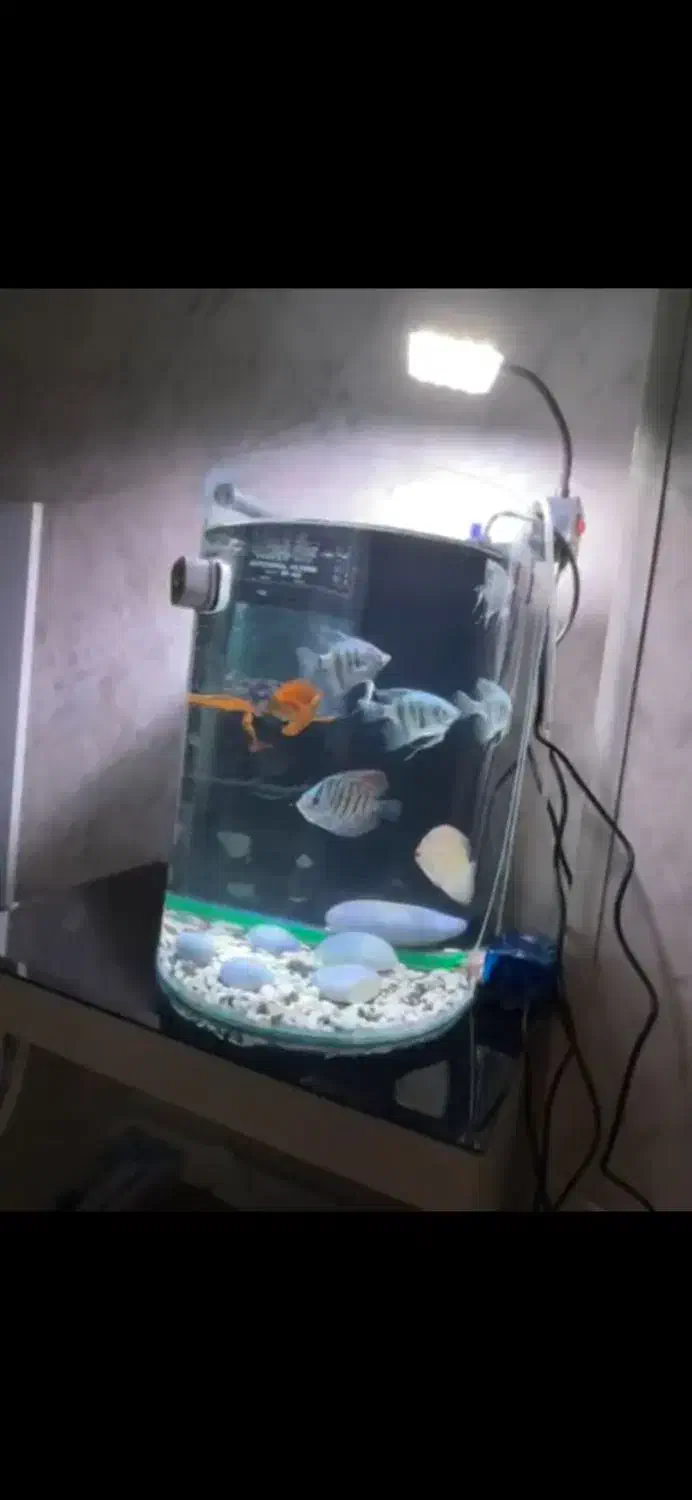 اکواریوم همراه با ماهی با تجهیزارت|ماهی|زابل, |دیوار