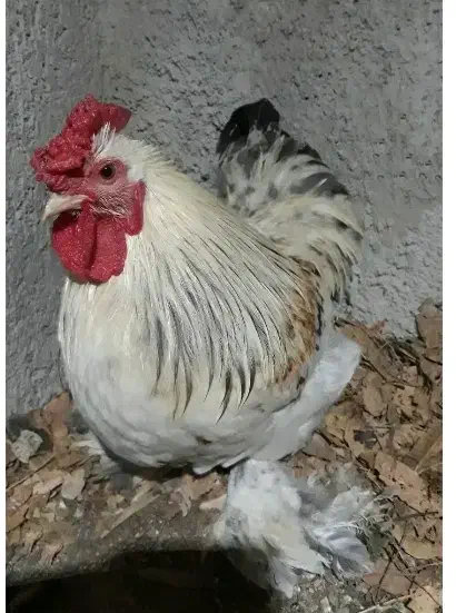 خروس۶ماهه وخروس آمریگایی۳ساله|حیوانات مزرعه|قائمشهر, |دیوار