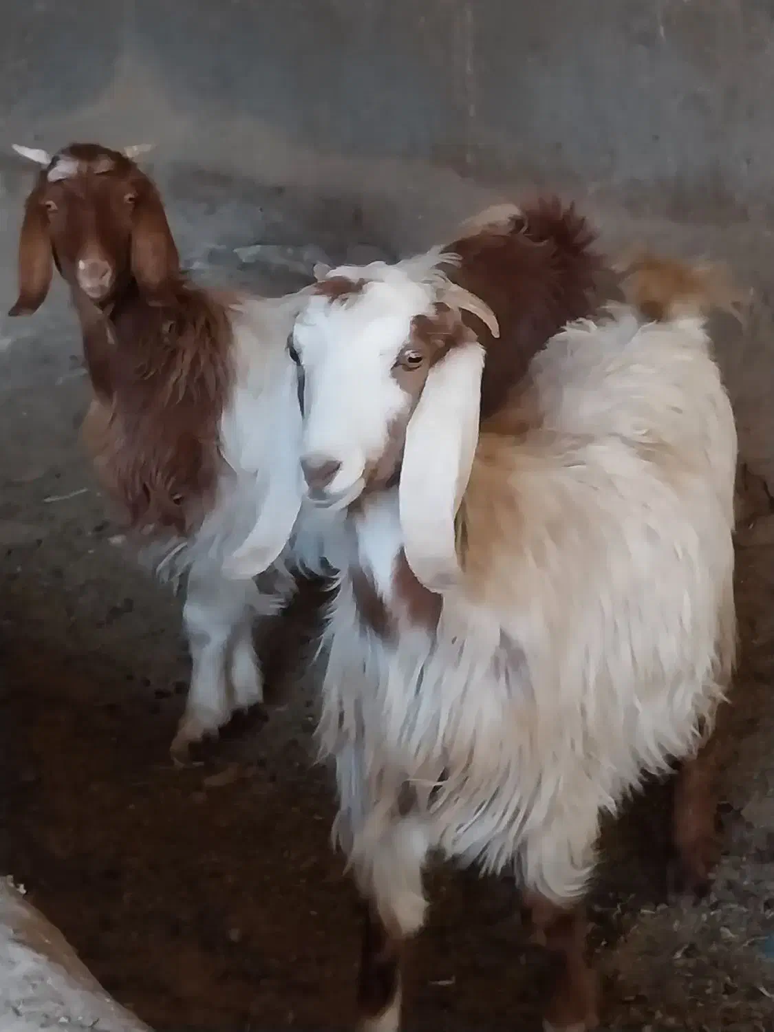 بزغاله|حیوانات مزرعه|شراء, |دیوار