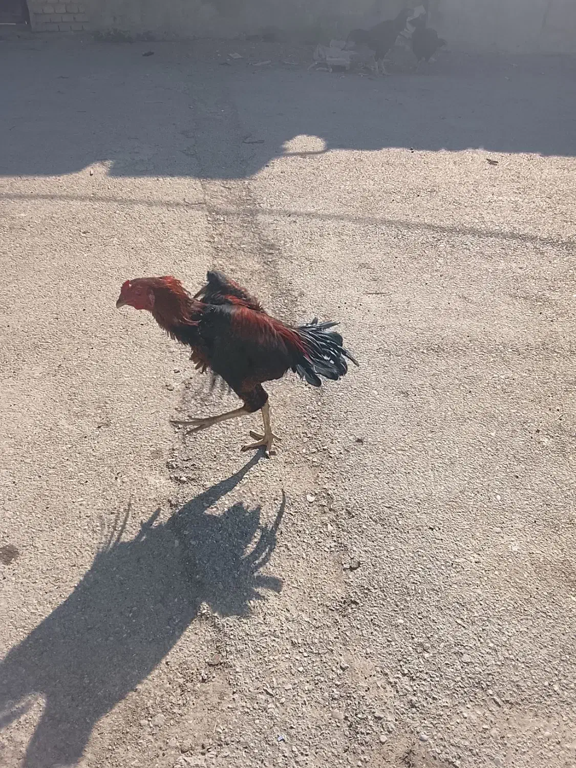 خروس لاری|حیوانات مزرعه|نگین شهر, |دیوار