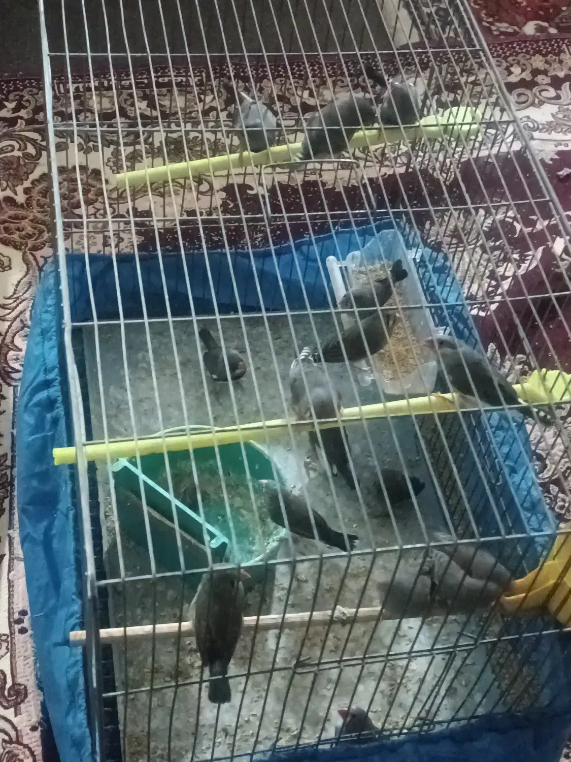 فنچ بازی گوش و سالم وسرحال|پرنده|تبریز, |دیوار