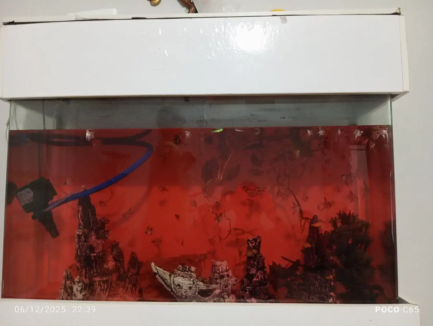 آکواریم|ماهی|نظرآباد, مسکن مهر نظرآباد|دیوار