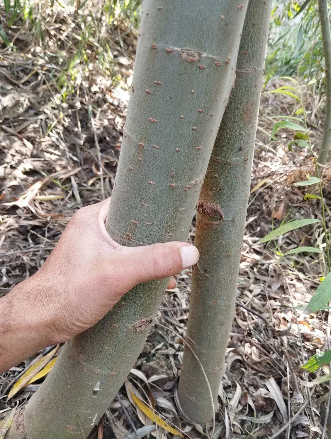 نهالستان صداقت بدون واسطه خرید کنید|عمدهفروشی|خان ببین, |دیوار