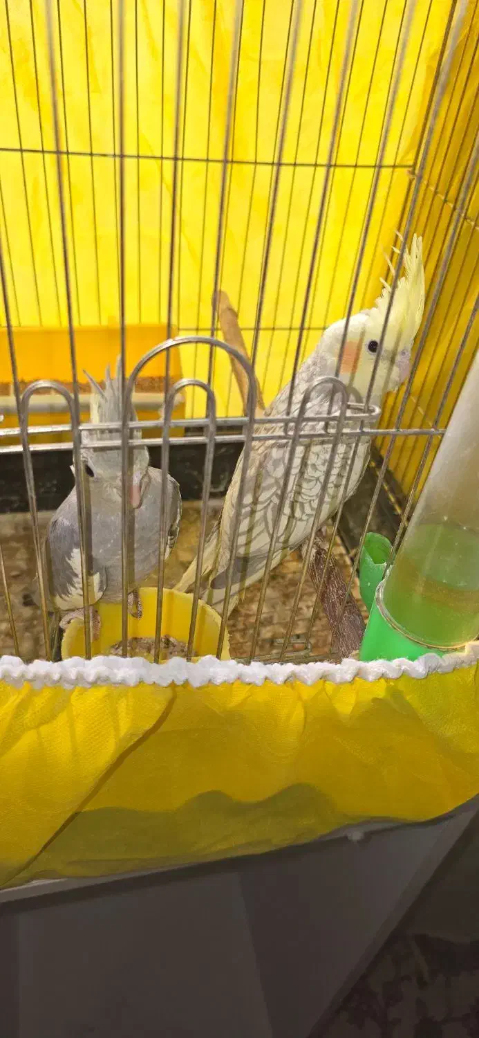 عروس هلندی نژاد اصیل|پرنده|فلاورجان, |دیوار