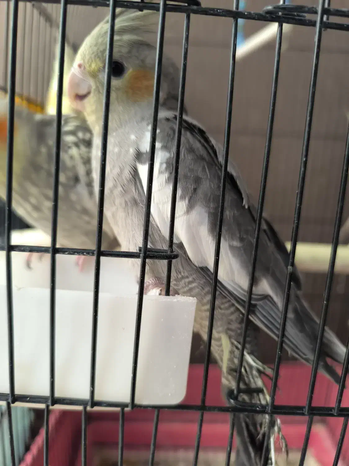 عروس هلندی.عروس هلندی نر و ماده جوجه عروس|پرنده|قم, پردیسان|دیوار