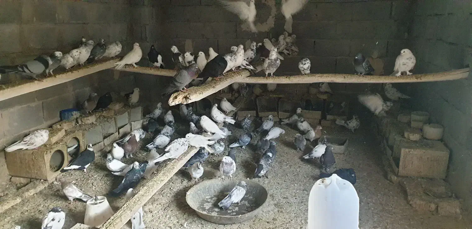 کبوتر|پرنده|تفت, |دیوار