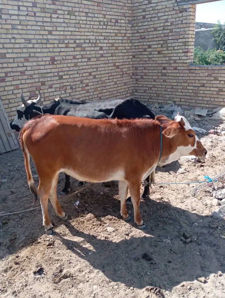 گاوبا گوساله|حیوانات مزرعه|بمانی, |دیوار