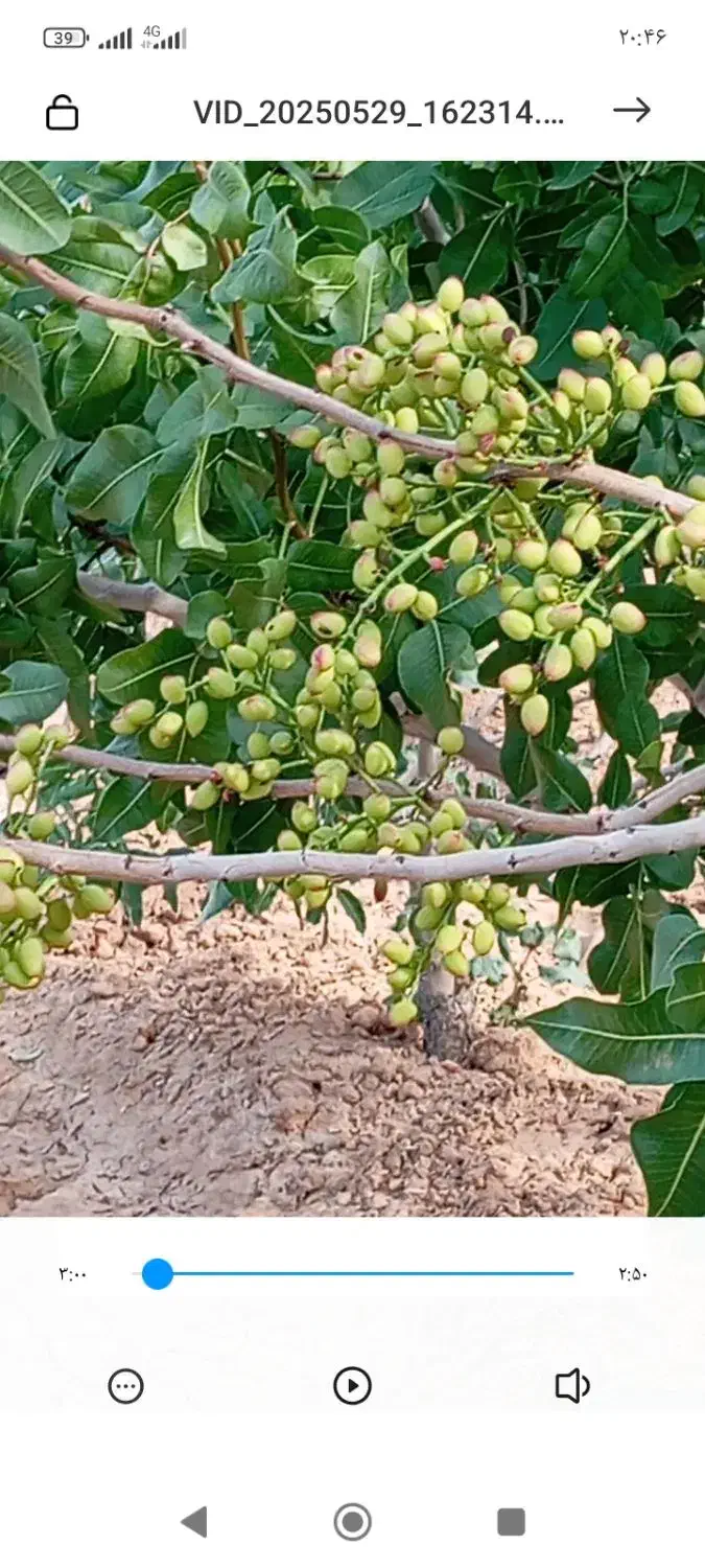 باغ پسته 1000 متری فوری|فروش زمین و ملک کلنگی|شاهین‌شهر, فرودگاه هسا|دیوار