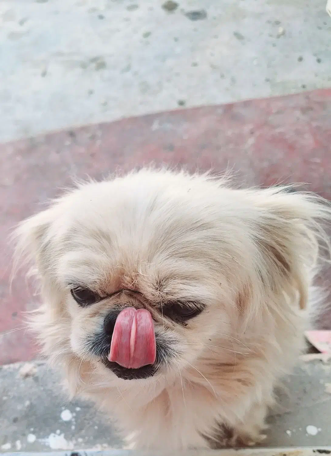 هاپوی خوشگل|سگ|کرمان, |دیوار