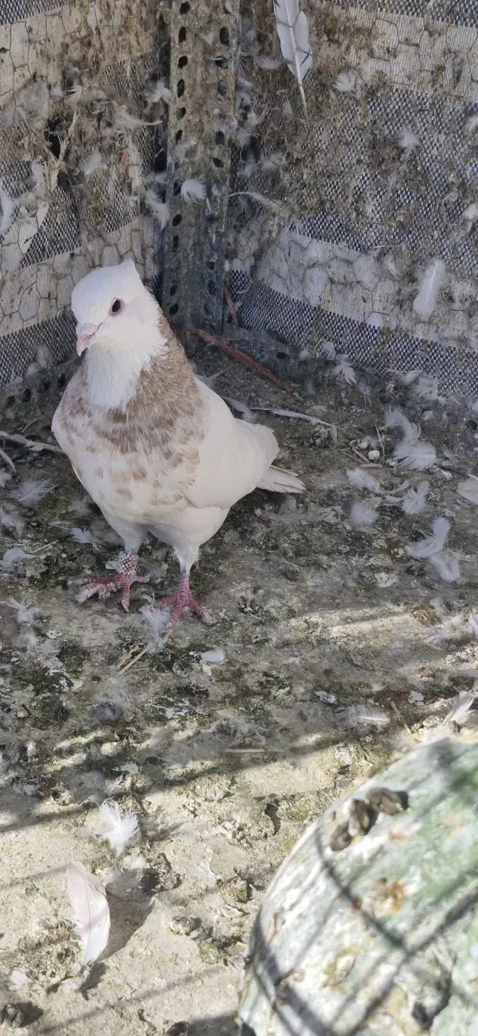 طوقی .|پرنده|تهران, تختی|دیوار