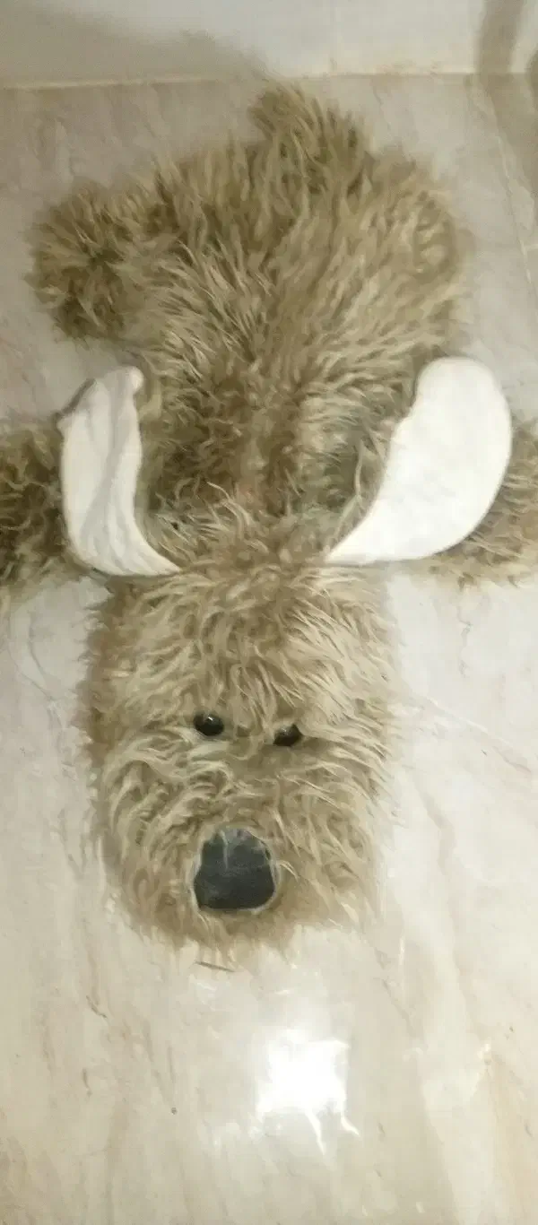 عروسک|اسباببازی بچه|گرگان, |دیوار