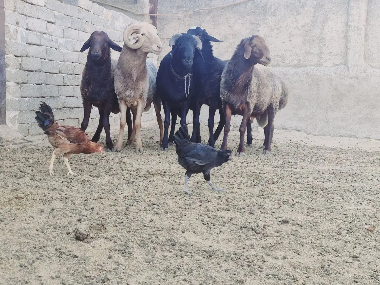 فروش قوچ افشاری|حیوانات مزرعه|شیراز, رحمت‌آباد|دیوار