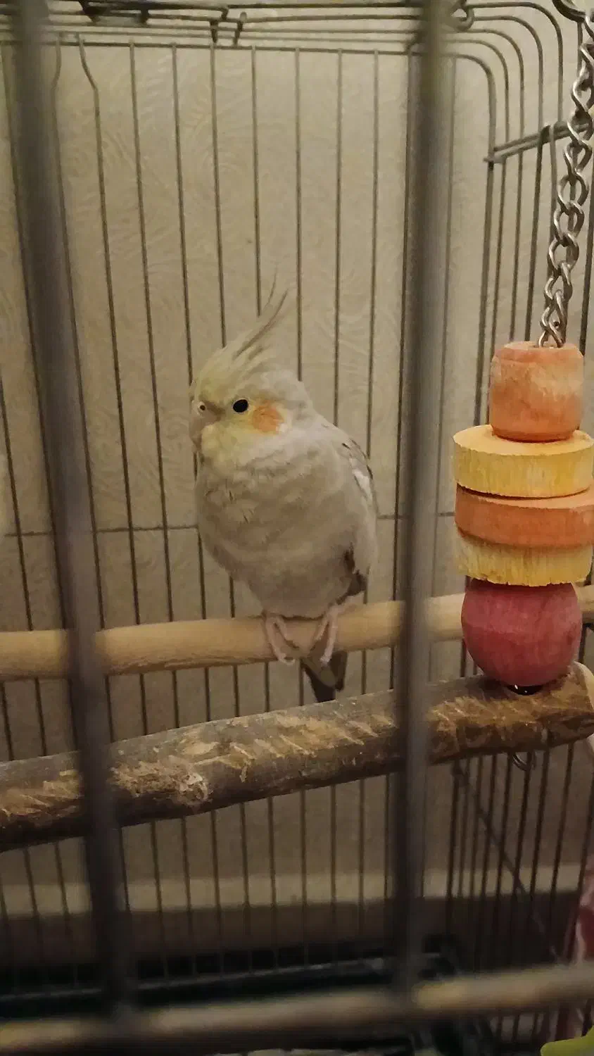 فروش عروس هلندی (اقای کاکولی وپسته خانم)|پرنده|پیشوا, |دیوار