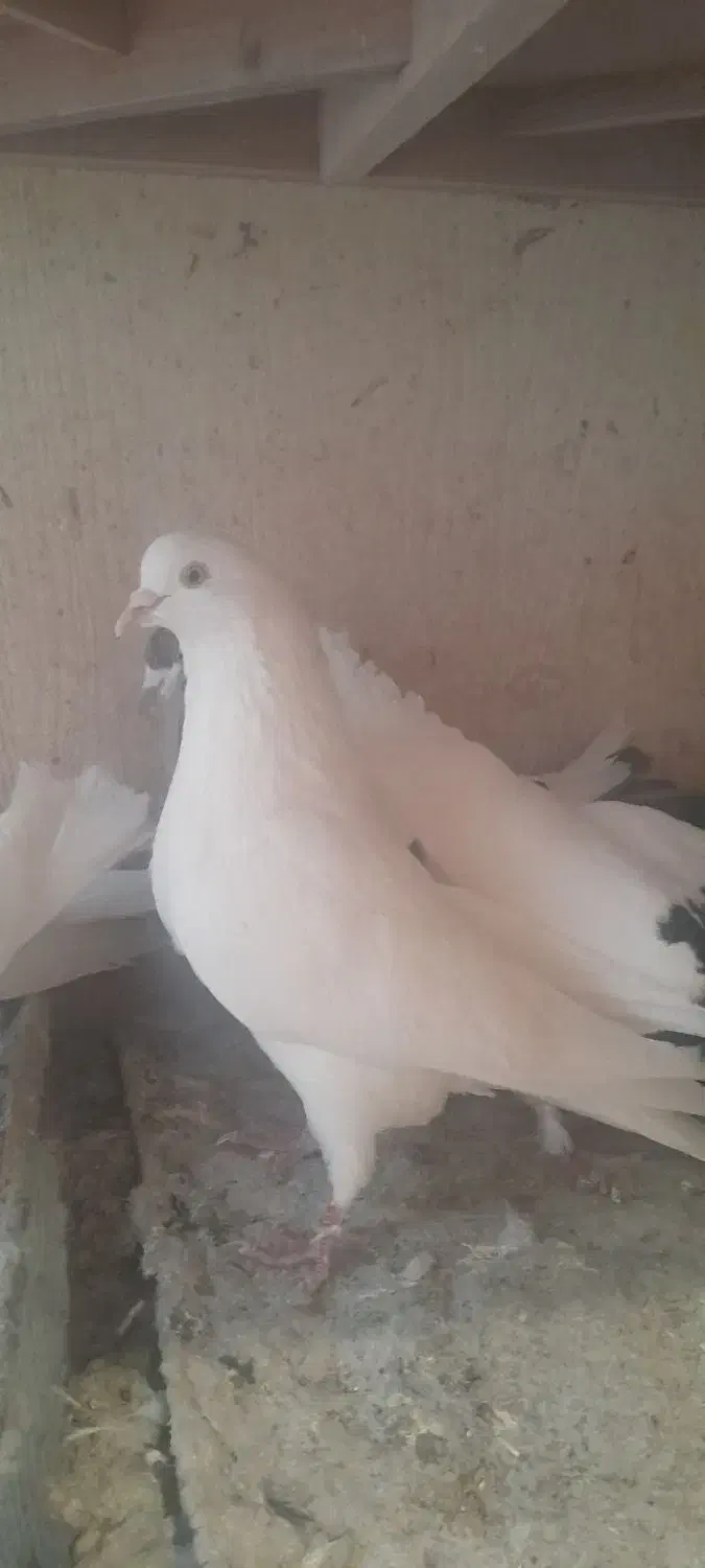 کبوتر پرشی|پرنده|یزد, |دیوار