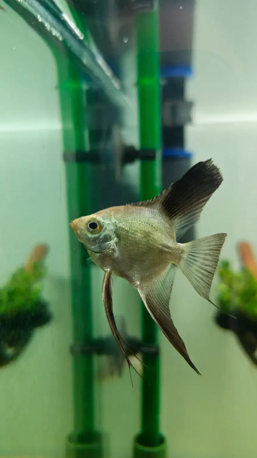 ۲ عدد آنجل بلوگارنین و ۱۰ عدد پلاتی خونی|ماهی|ری, دولتآباد|دیوار