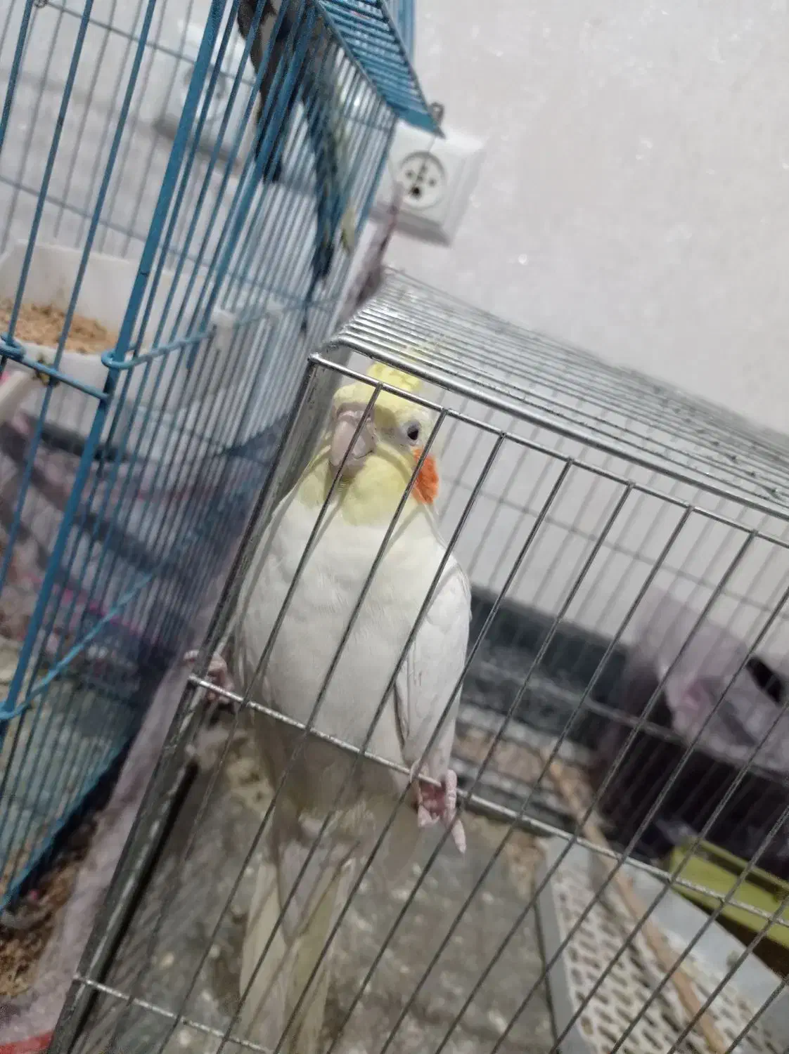 عروس هلندی|پرنده|نورآباد, |دیوار