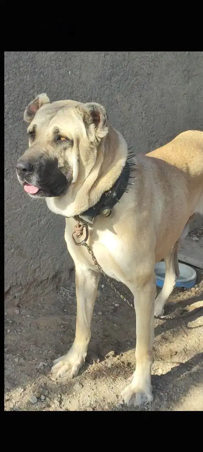 سگ سرابی اصیل|سگ|مشهد, درابد امام|دیوار