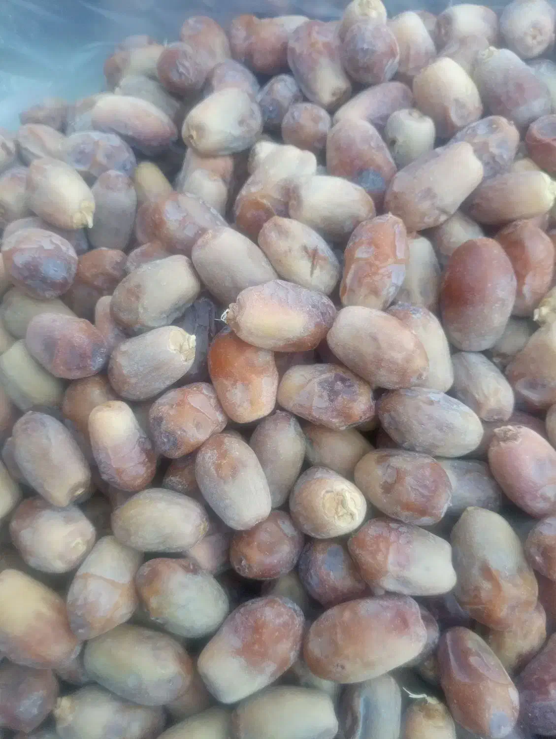 قصب|خوردنی و آشامیدنی|شیراز, کوشک میدان|دیوار