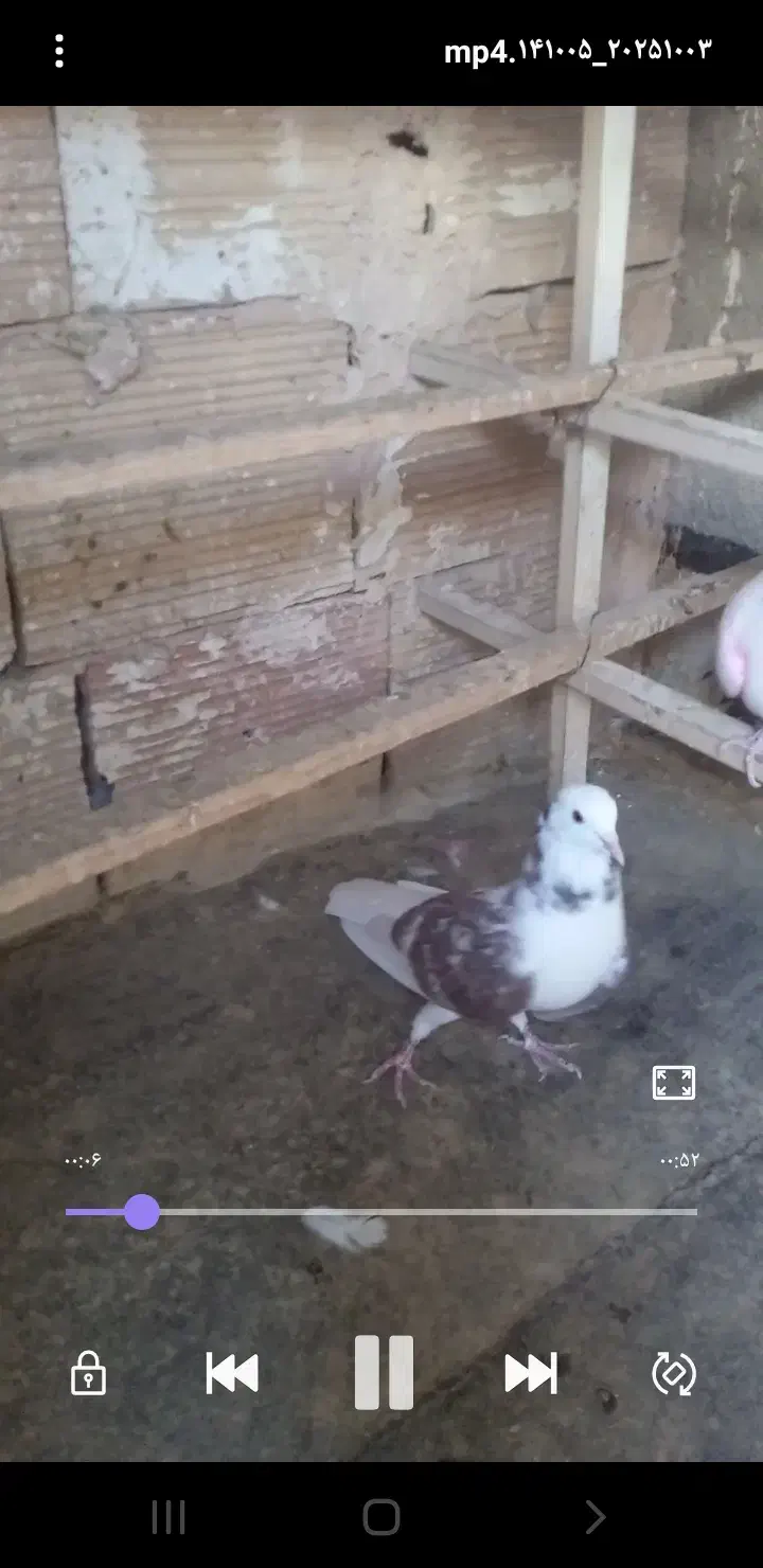 کبوترپرشی|پرنده|تهران, افسریه شمالی|دیوار