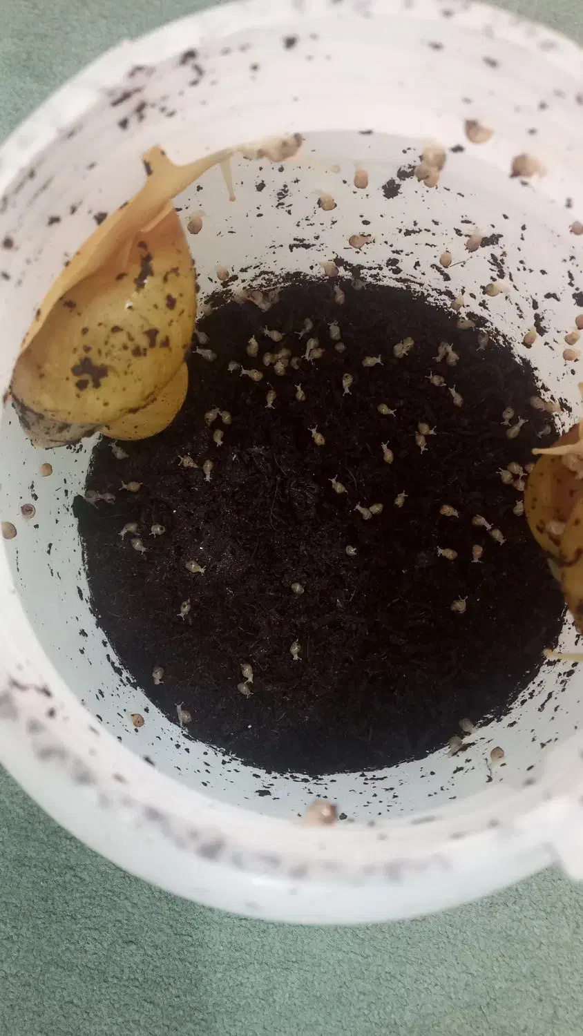 بچه حلزون البینو|خزنده|قم, یزدانشهر|دیوار