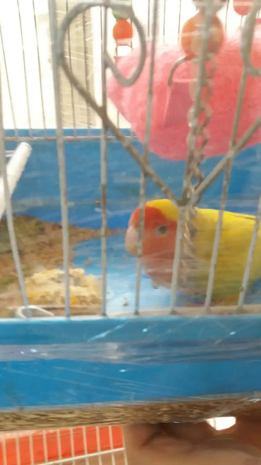 یک عدد طوطی برزیلی 1 جفت عروس هلندی با تخم و قفس|پرنده|ری, شهادت|دیوار