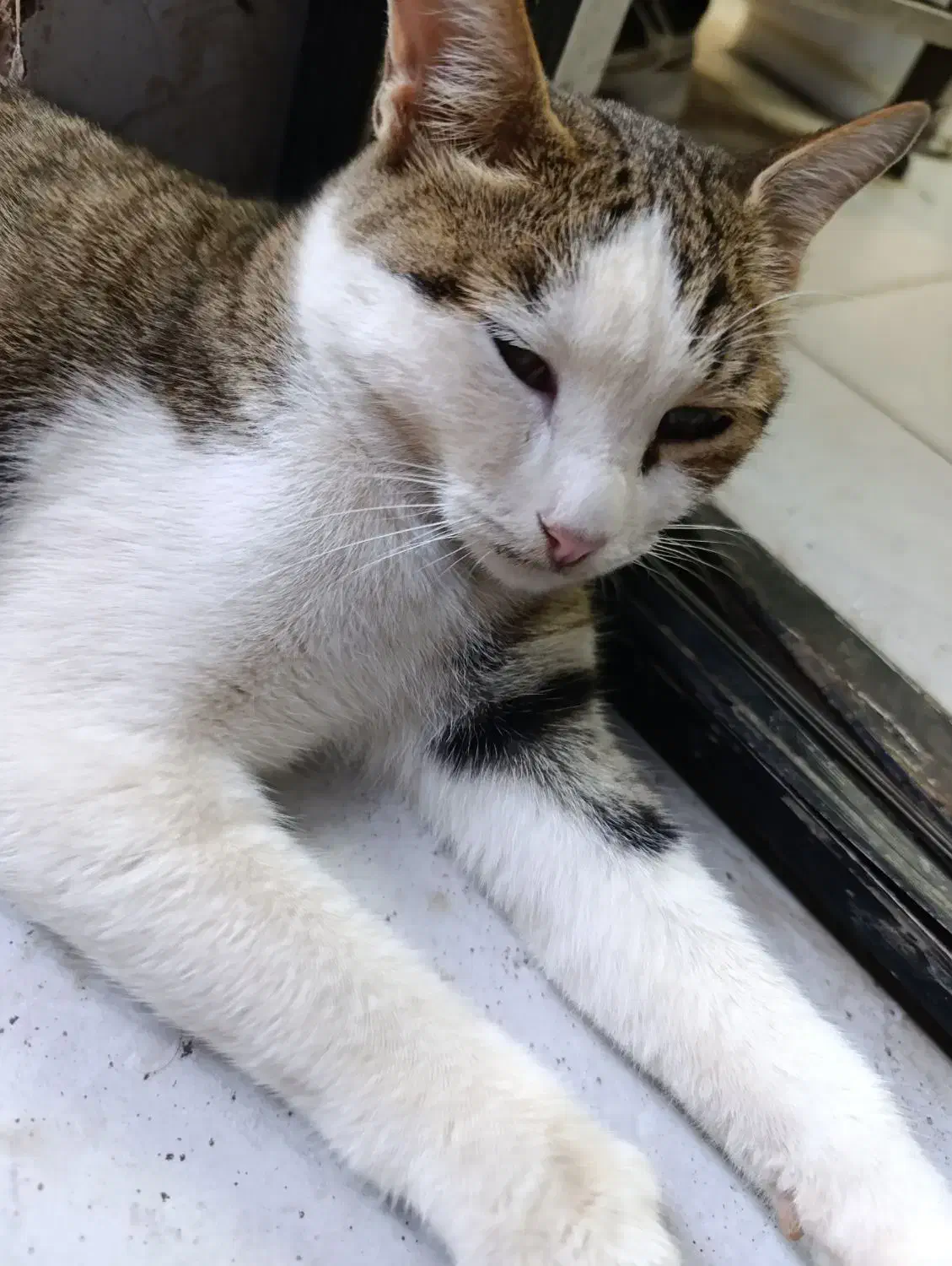 گربه بازیگوش|گربه|گرگان, |دیوار