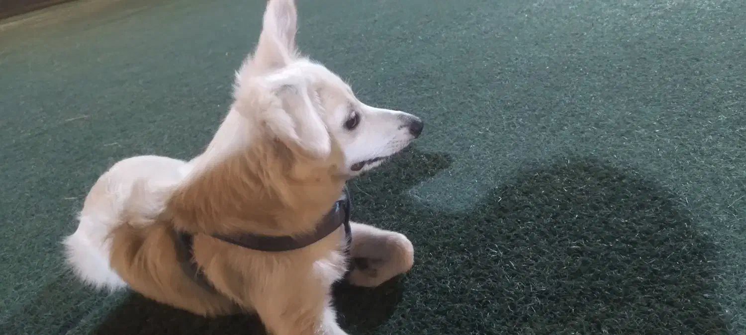 سگ گمشده.|سگ|دهدشت, |دیوار