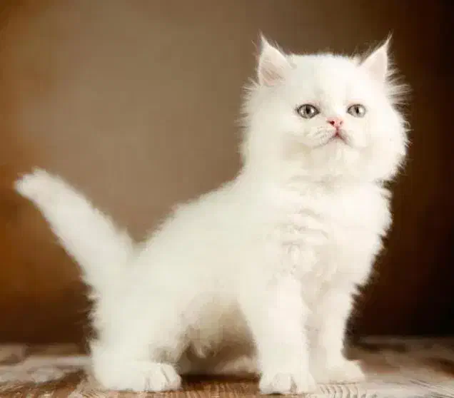 گربه هایی با نژادهای لوکس و اصیل A.F|گربه|تبریز, |دیوار