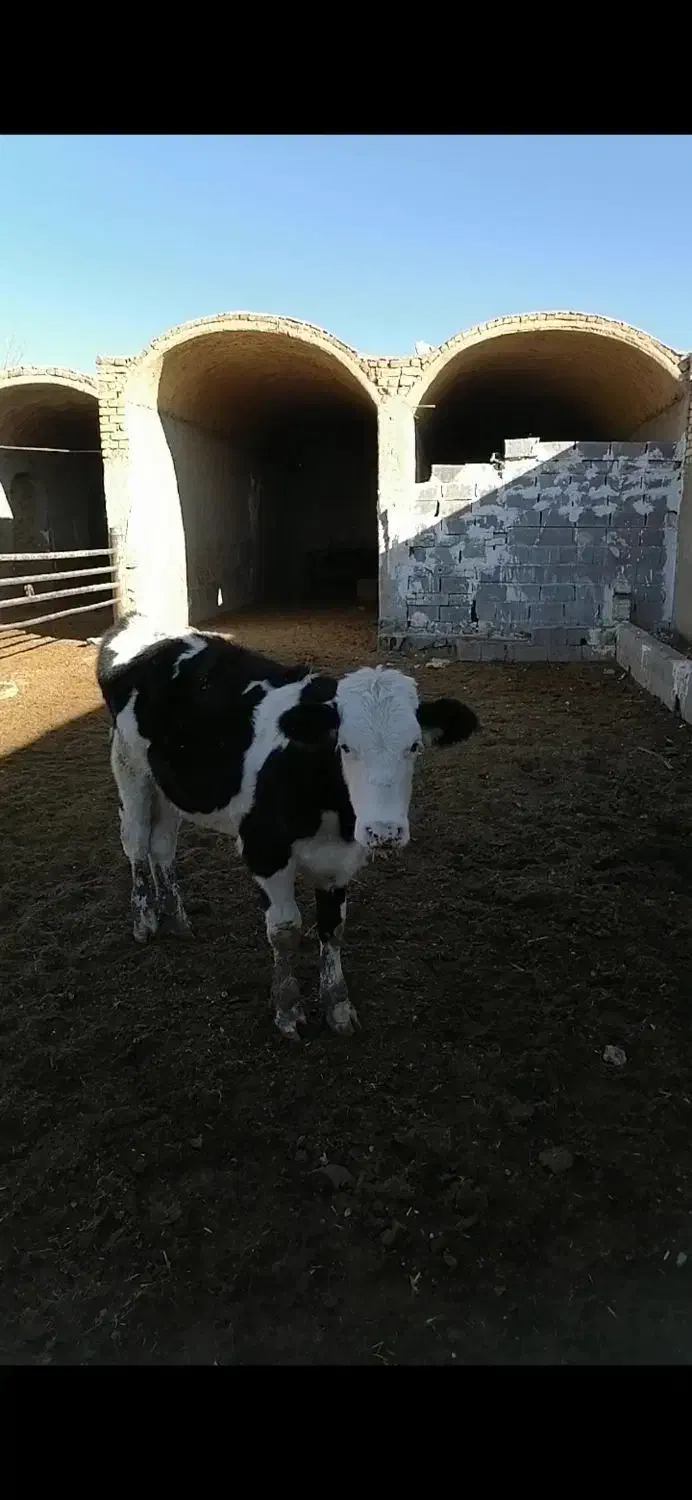 گاووگوساله|حیوانات مزرعه|مبارکه, |دیوار