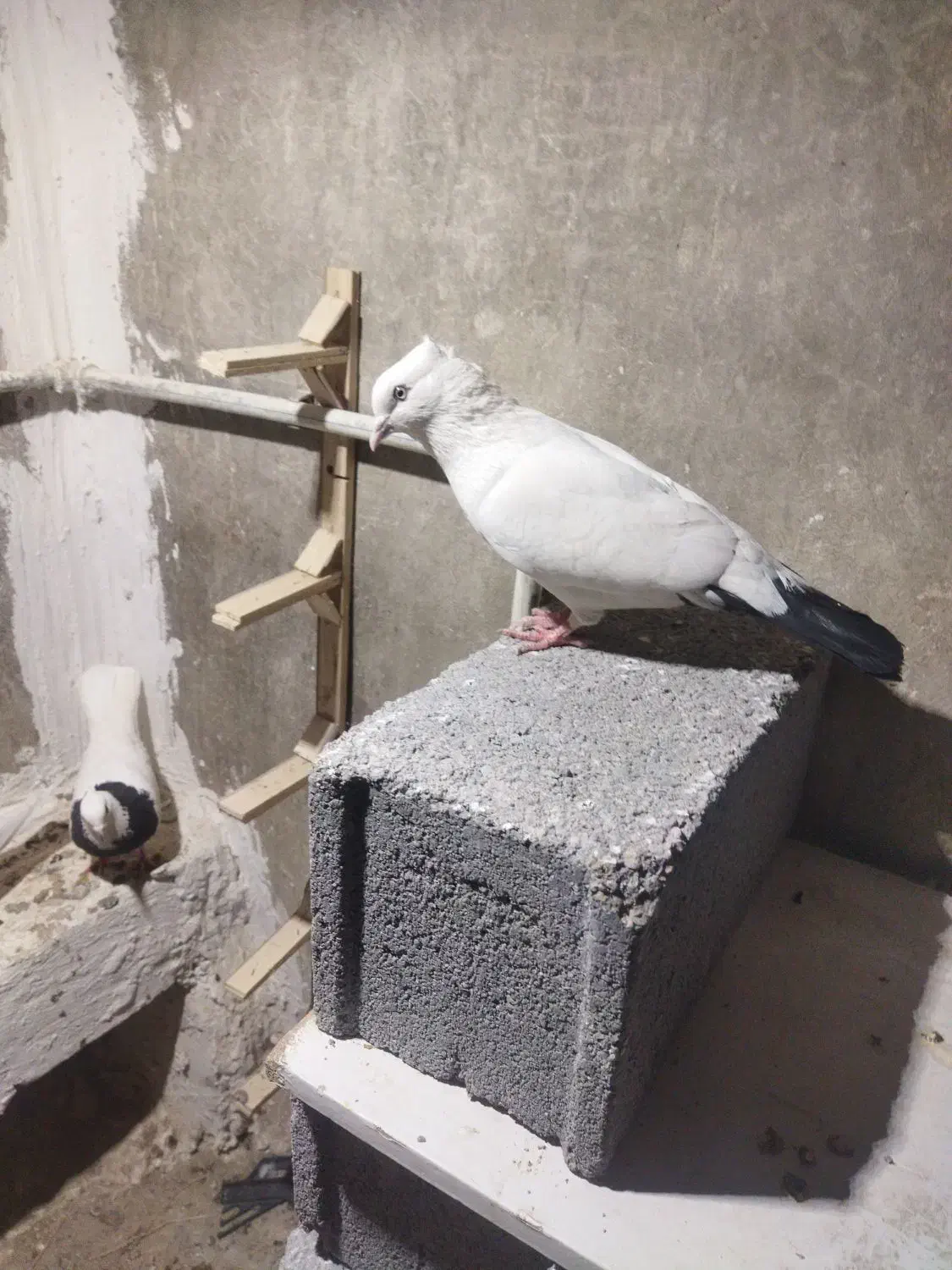 کبوتر|پرنده|شیروان (خراسان), |دیوار