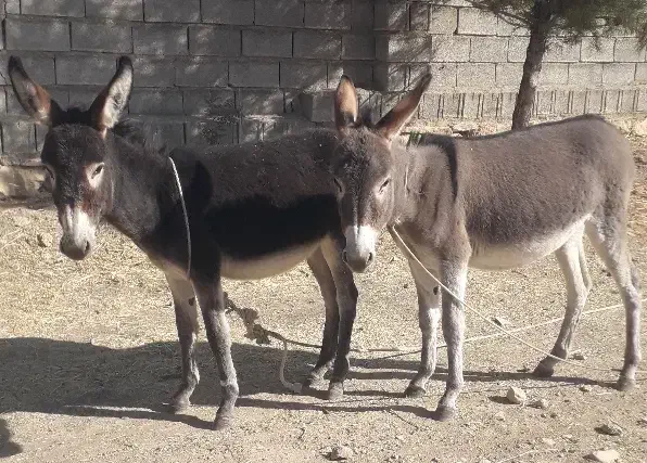 ۲ تا الاغ یا خر ماده جوان|حیوانات مزرعه|ارژن, |دیوار