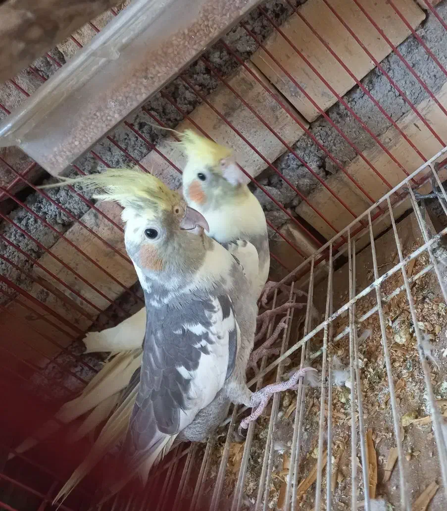 عرروس هلندی جفتش باهم 1200|پرنده|علیآباد کتول, |دیوار