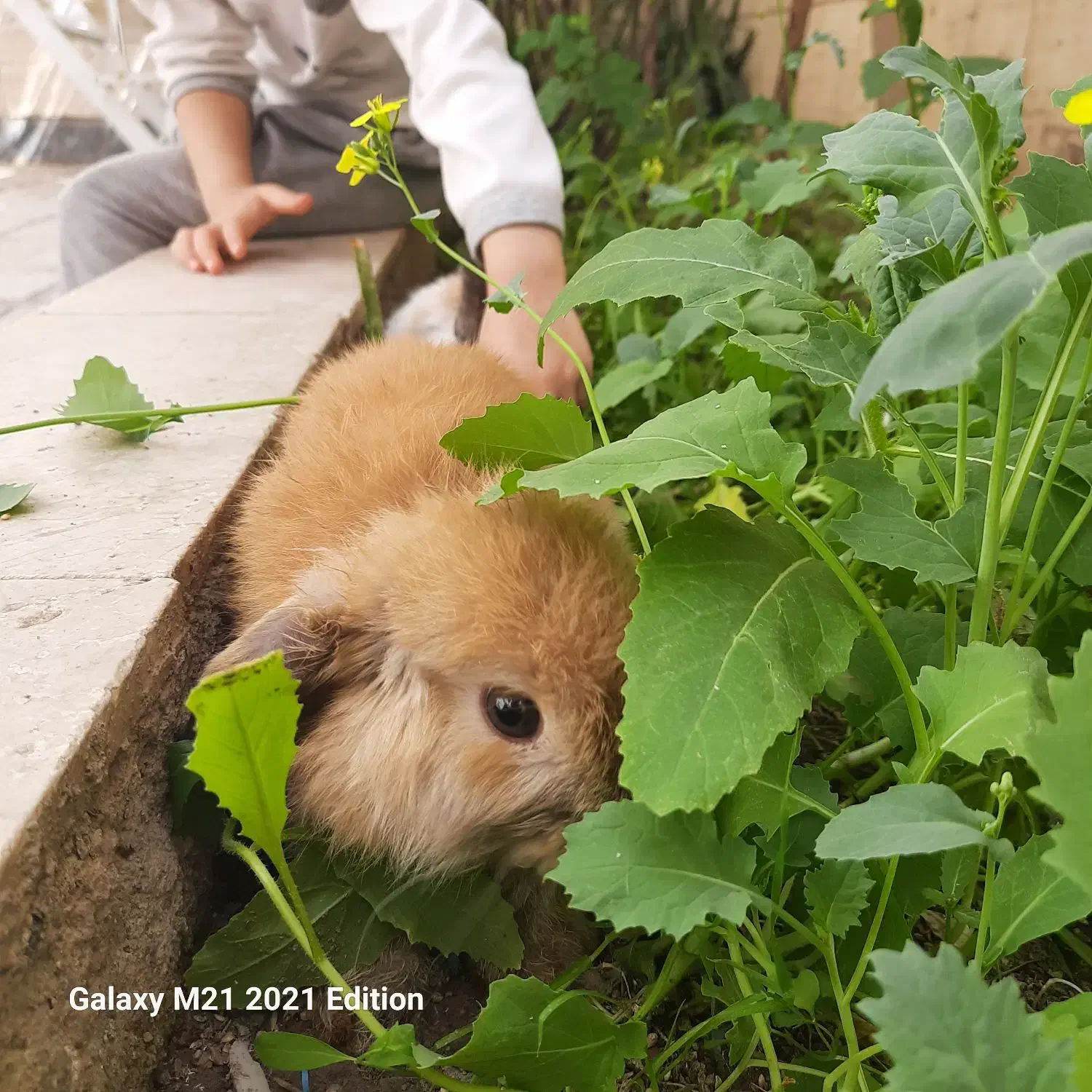 خرگوش لوپ|موش و خرگوش|مشهد, آبکوه|دیوار