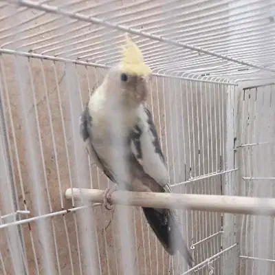 یک جفت عروس هلندی|پرنده|شیروان (خراسان), |دیوار