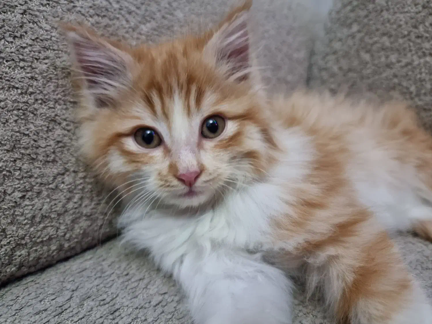 واگذاری گربه|گربه|تبریز, |دیوار