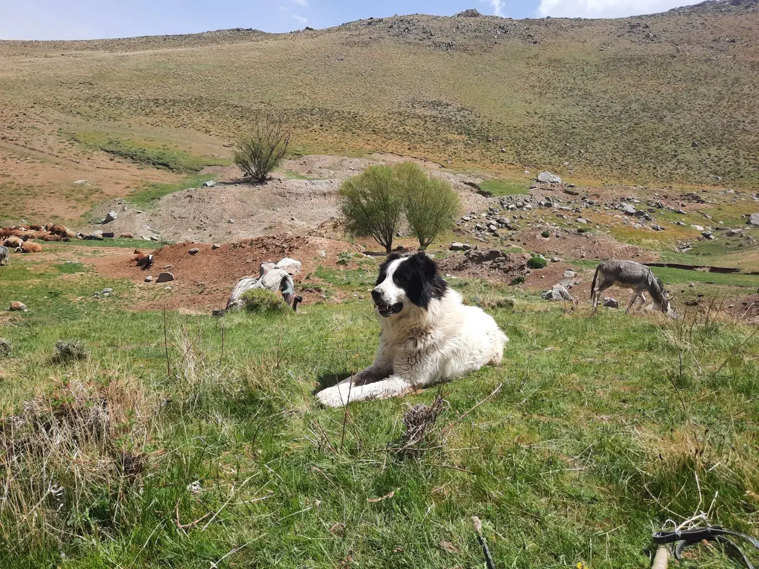 یک عدد گوسفند مژدگانی کسی که این سگو پیدا کنه|حیوانات|بهار, |دیوار