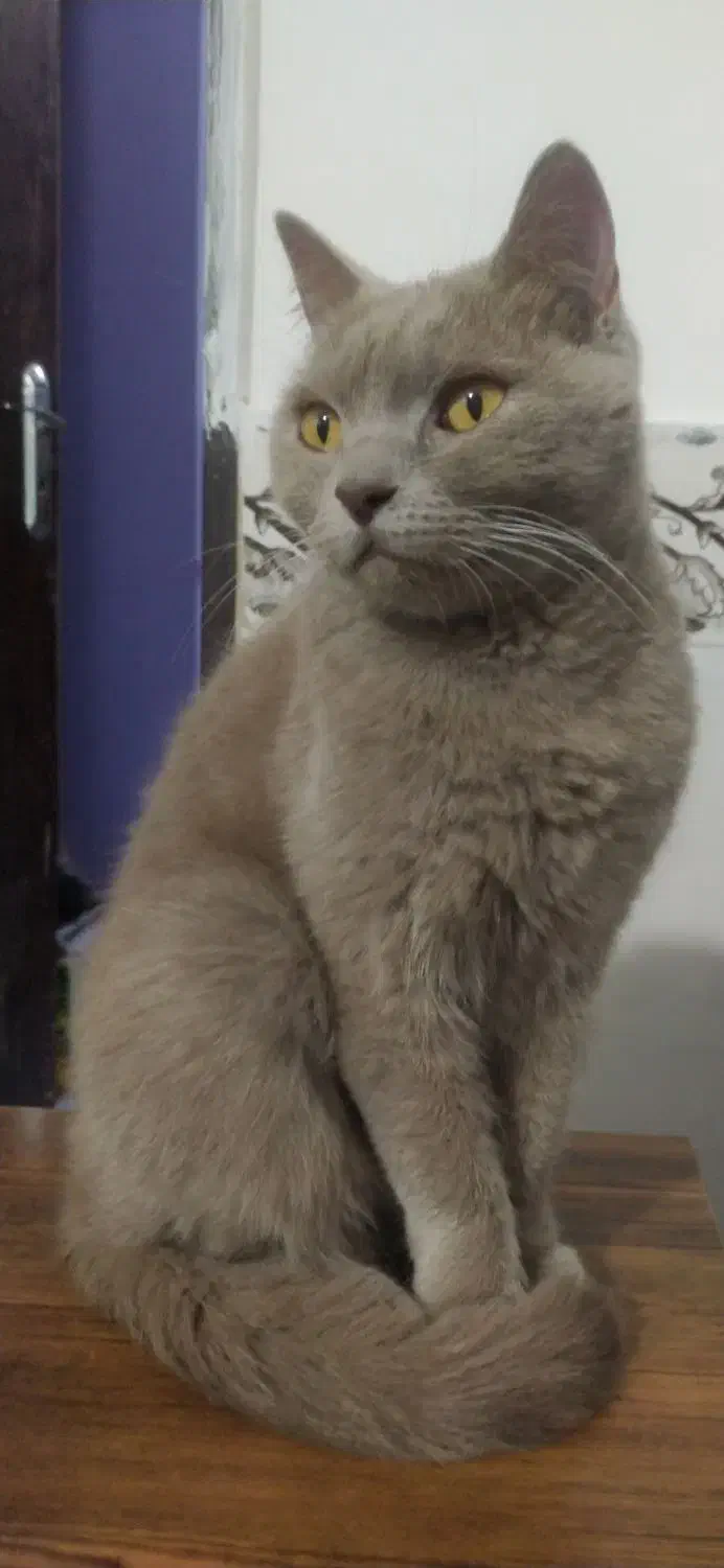 گربه|گربه|مشهد, سیس‌آباد|دیوار