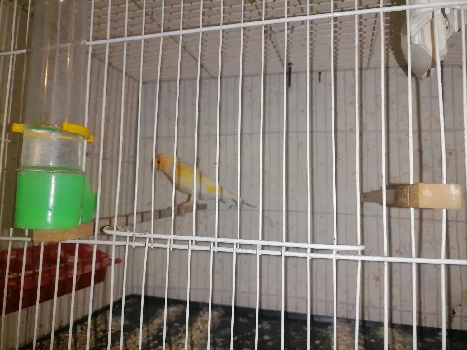 قناری|پرنده|ساری, |دیوار