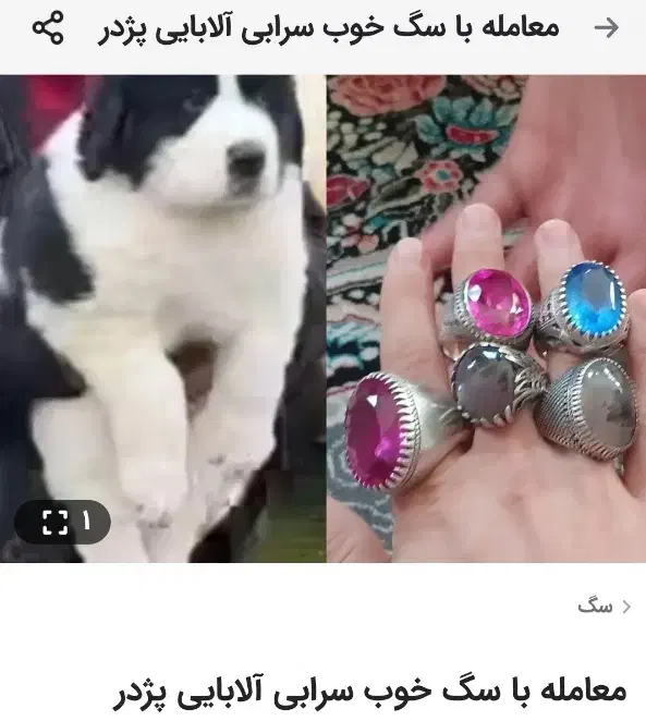 معامل چیز باارزش باتوله سگ سرابی پژدر توله|سگ|اصفهان, نصرآباد|دیوار